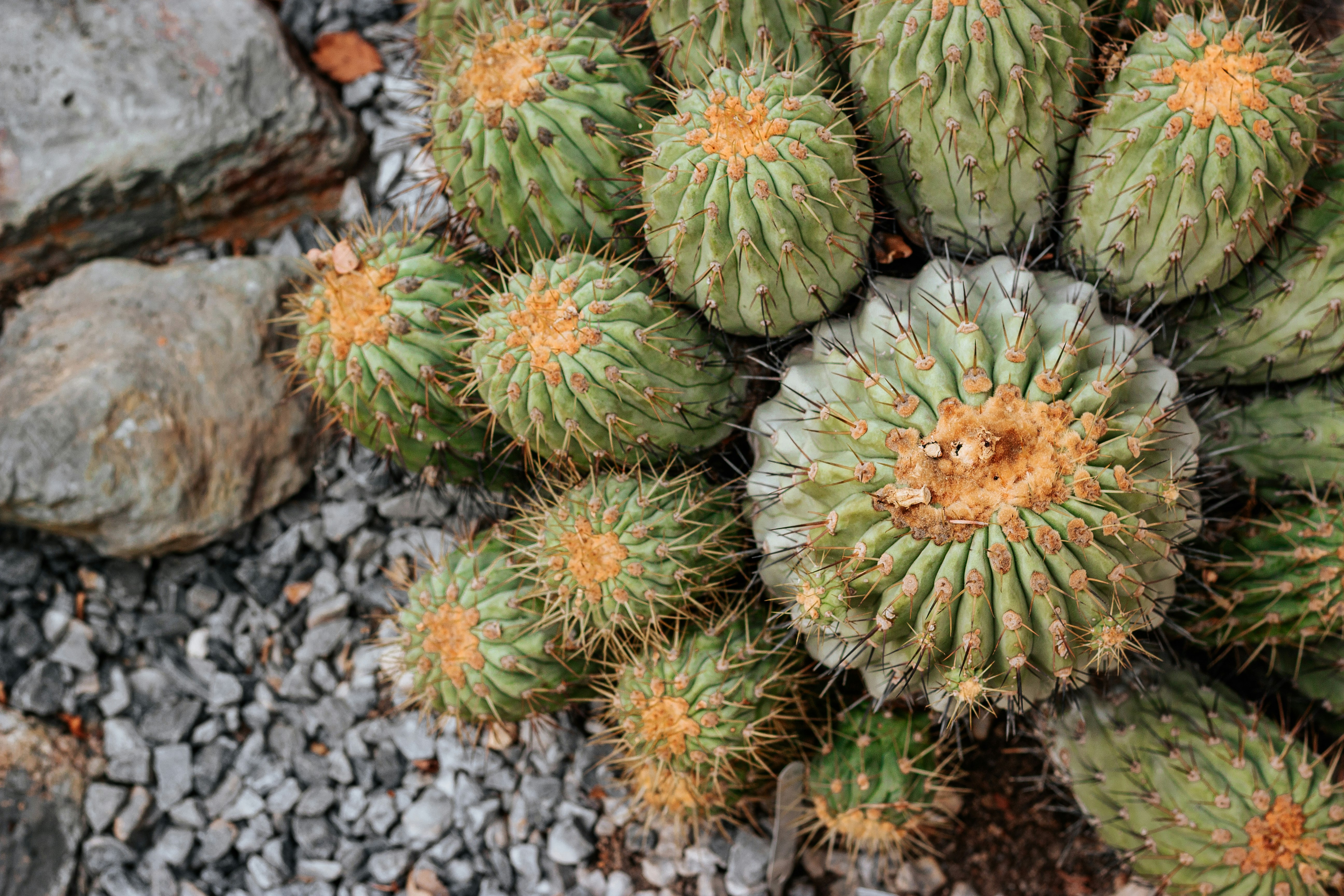 green cactus plant on gray rock